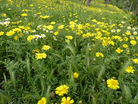 Blumen