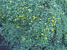 Grün