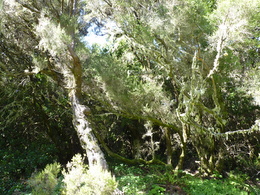 wildgrün
