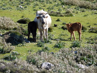 am Coll de l'Ofre
