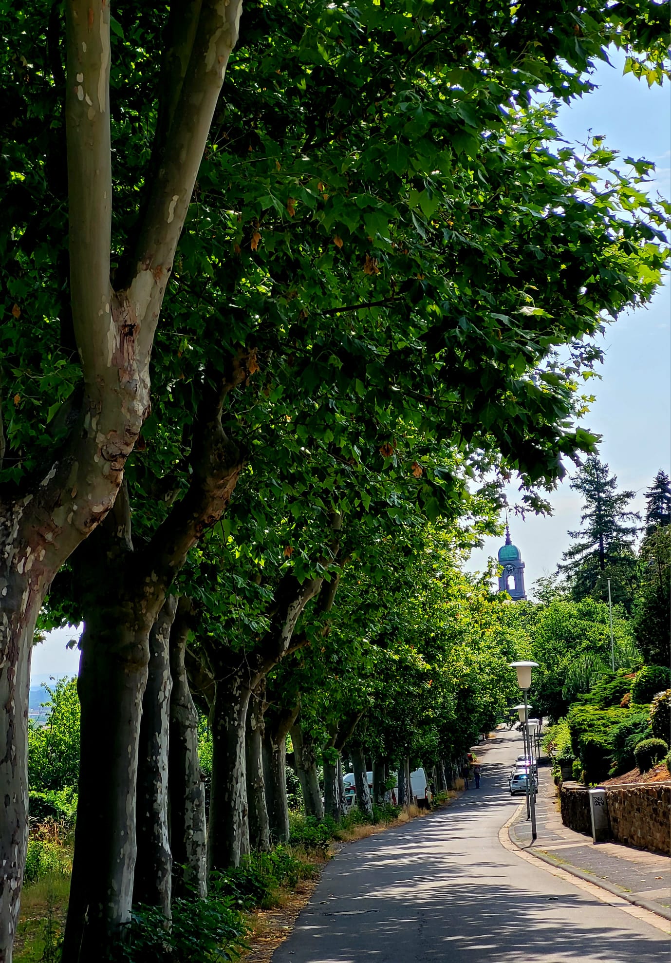 Die Hauberallee